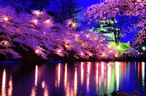 Top 5 Spots For Cherry Blossom Night Viewing Jw Web Magazine