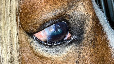 Corneal Ulcers The Horses Advocate
