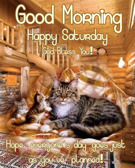 Good Morning Happy Saturday Cats Pictures Photos And Images For