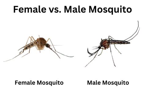 Male Vs Female Mosquitoes Everything You Need To Know