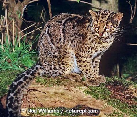 Marbled Cat Pardofelis Marmorata Is A Small Wild Cat Of South And