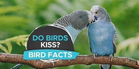 Do Birds Kiss Is It The Same As Humans Incl Pictures