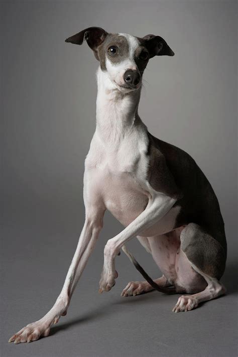 Dog In Sitting Position With Leg Up Photograph By Chris Amaral Fine