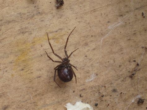 Sometimes double fang marks may be seen at the location of. Black Widow or False Black Widow? | Root Simple