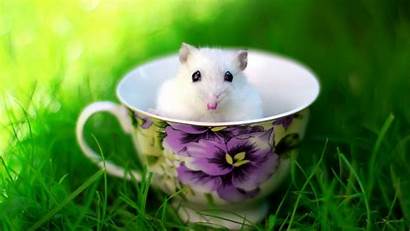 Rat Funny Animals Wallpapers Cup Mouse Animal