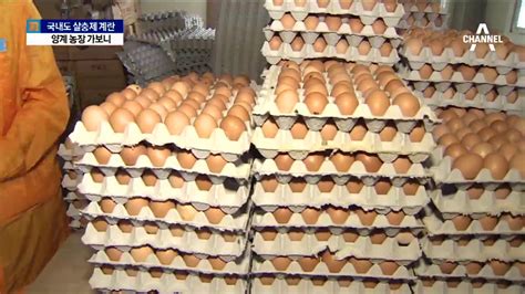 살충제 계란 농장 가보니억울한 주인 YouTube