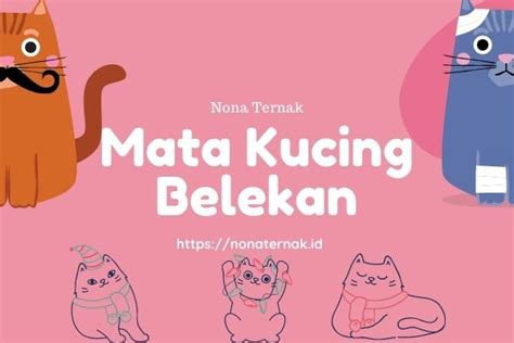 Namun, amankah pakai tetes mata saat hamil? √# Mata Kucing Belekan :8 Penyebab, Obat, Cara Atasi ...