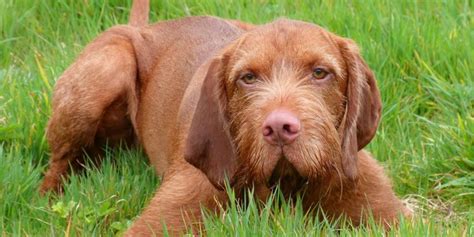 Hungarian Wirehaired Vizsla Vs Greater Swiss Mountain Dog Breed