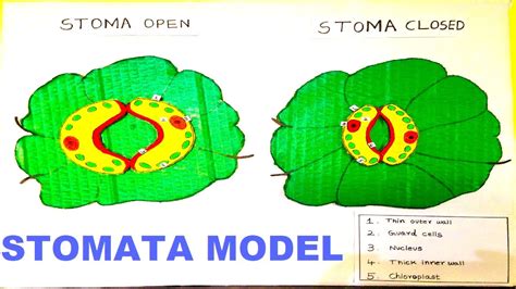 Stomata Model Stomatal Opening And Closing Science Project