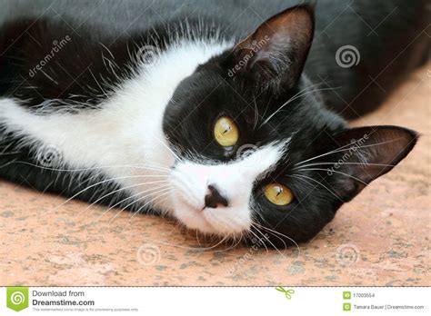 Cute Black And White Tuxedo Cat Stock Photo Image Of