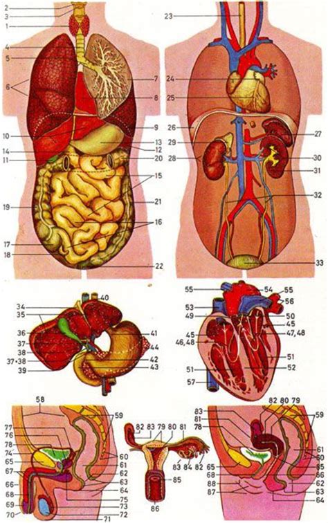 27 Diagram Of Human Body Organs Front And Back Wiring Diagram List
