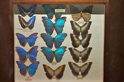 Fileexotic Butterflies At The Horniman Museum Wikimedia Commons