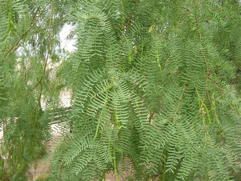 Prosopis cineraria tree grows in dry and arid regions of arabia and in regions of india mainly rajasthan, haryana, punjab, gujarat, western uttar pradesh and drier parts of deccan and extends. Prosopis glandulosa