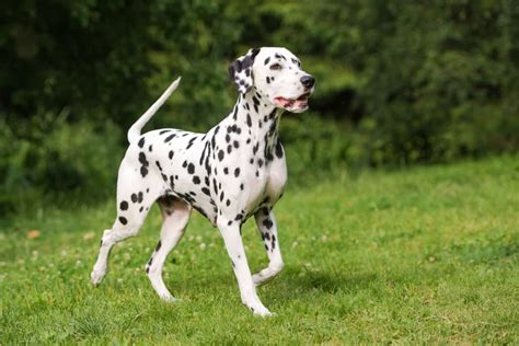 Dog Owner Has Comical Interaction With Kids Thinking Her Dalmatian Is