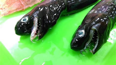 Rarely Seen Viper Dogfish Caught In Taiwan Sharks Earth Touch News