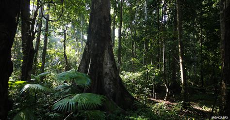 Tropical Rainforest Characteristics Gcse