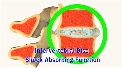 Intervertebral Disc Shock Absorbing Function Youtube