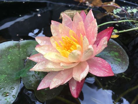 They grow from blackish, large, fleshy perennial rhizomes beneath the soil at the bottom of a. Wanvisa Water Lily - Hydrosphere Water Gardens