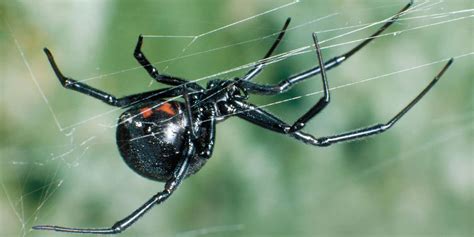 También se le conoce con el nombre de araña tamaño real de las arañas viuda negra. Araña viuda negra: Carácterísticas, picadura, veneno ...