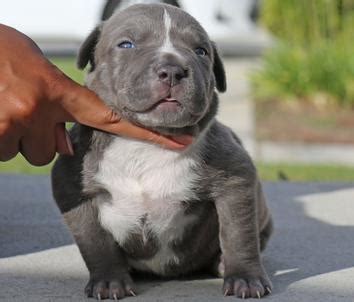 Best pitbull puppies with a healthy body and balanced temperament. Blank