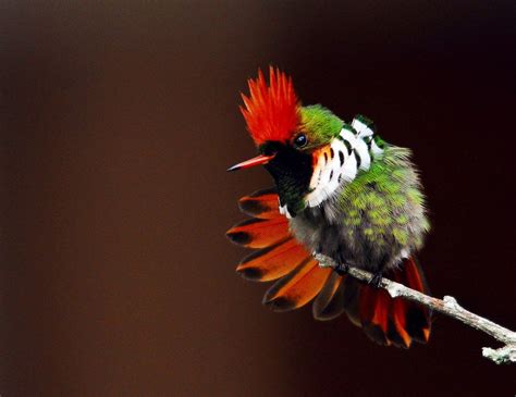 15 Colorful Tropical Birds Pictures Birds Pictures Tropical Birds Birds