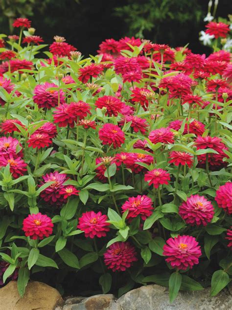 These are our favorite perennial flowers to plant in fall (or early spring) for blooms year after year. Plants That Bloom in Fall | DIY
