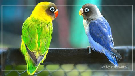 How To Identify Lovebirds Male And Female Difference A Comprehensive Guide 2024