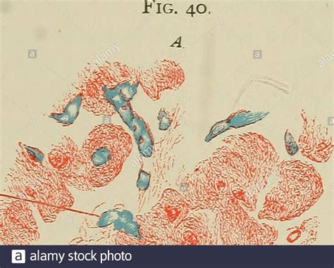 Blood Capillaries Muscle Hi Res Stock Photography And Images Alamy