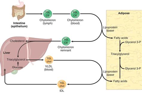 Lipid Transport Lipid And Amino Acid Metabolism Mcat Biochemistry