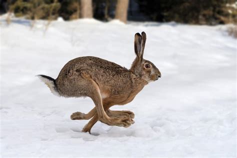 Hare Animal Facts Lepus A Z Animals