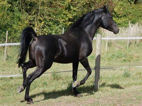 kabarda horse breed information history  pictures