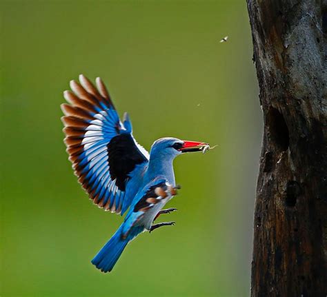 Top 25 Wild Bird Photographs Of The Week 59 National Geographic