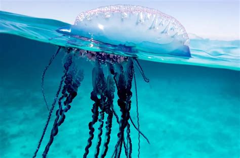 Dont Be Jelly Highly Venomous Jellyfish Invades Terengganu Waters