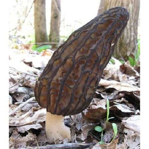 A Grade Morchella Elata Dried Mushroom, Plastic Bag, Rs 12000 /kg | ID ...