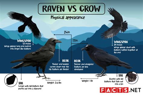 Raven Vs Crow What S The Difference Facts Net