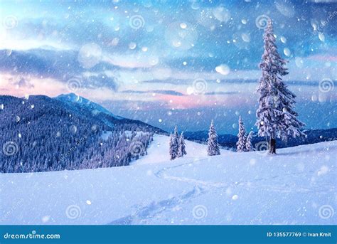 Dramatic Wintry Scene With Snowy Trees Stock Image Image Of Gorgeous