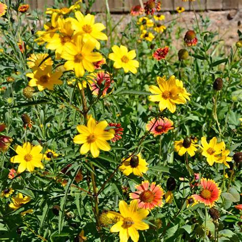 Native Heirloom Flower Mix For Monarchs Seeds Terroir Seeds