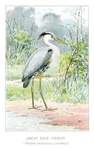 Great Blue Heron Illustration 1897 Stock Illustration Download Image