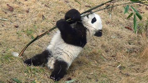 Baby Panda Tries To Climb A Very Flimsy Bamboo Tree