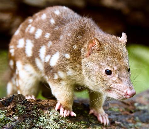 Spotted Tail Quoll Quoll Australian Mammals Beauty Animals