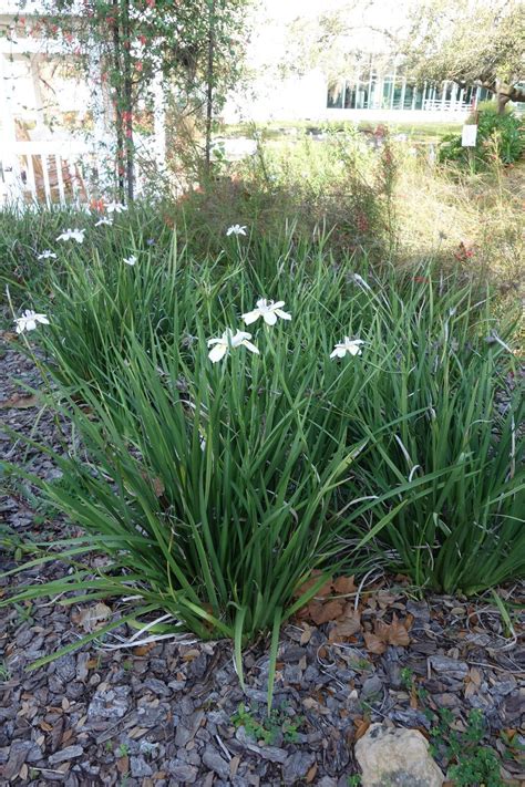 Photo Of The Entire Plant Of Butterfly Iris Dietes Grandiflora Posted