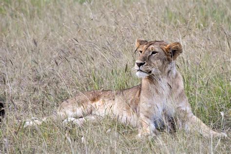 Lion Resting In The Grass In Kenya Image Free Stock Photo Public