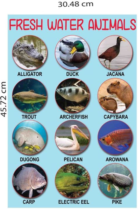 Water Animals Chart