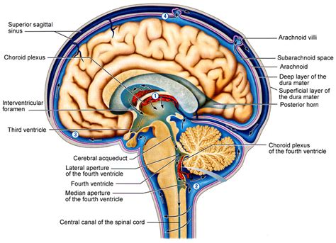 Cerebrospinal Fluid Its Formation And Circulation Overall Science