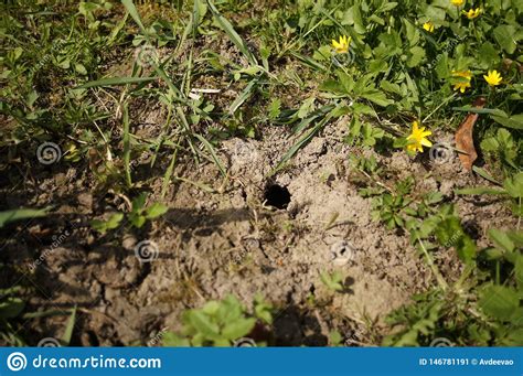 Mouse Hole In The Ground Mink Mole On The Lawn On The Grass Summer