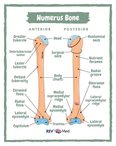 Anterior Humerus Bone Anatomy My Xxx Hot Girl
