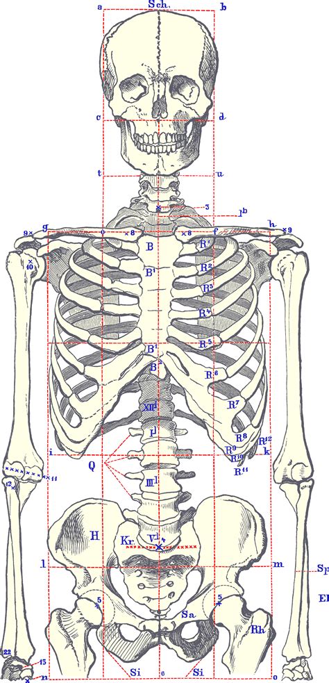 This is because there is no generic way of drawing it. Human skeleton - wikidoc