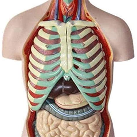Buy Dlpppa Anatomy Model Body Anatomy Modelhuman Torso Anatomical