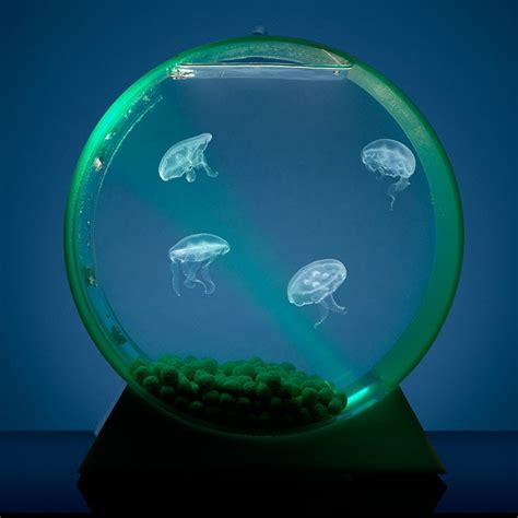 Jellyfish Tank Setup Aquariumia