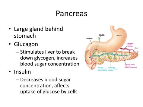 Both healthy and sick neonates can be affected by hypoglycemia, most table 4: Use Of Glucagon And Ketogenic Hypoglycemia - PPT - Ch. 18 ...